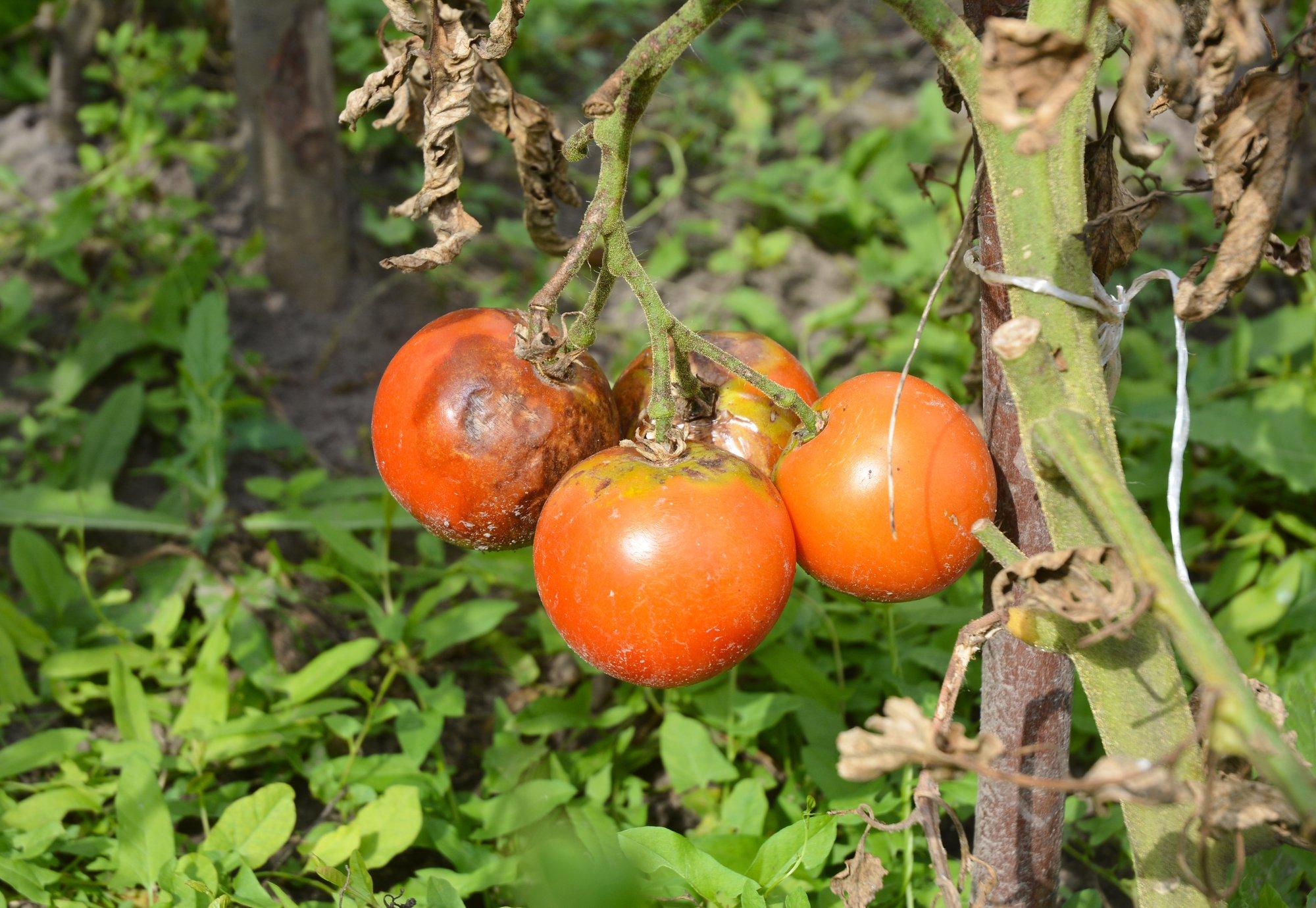 Пожухлые листья, неурожай и вредители: каких ошибок стоит избегать,выращивая помидоры? - Декор